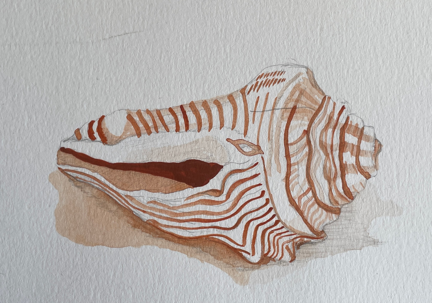 Shell