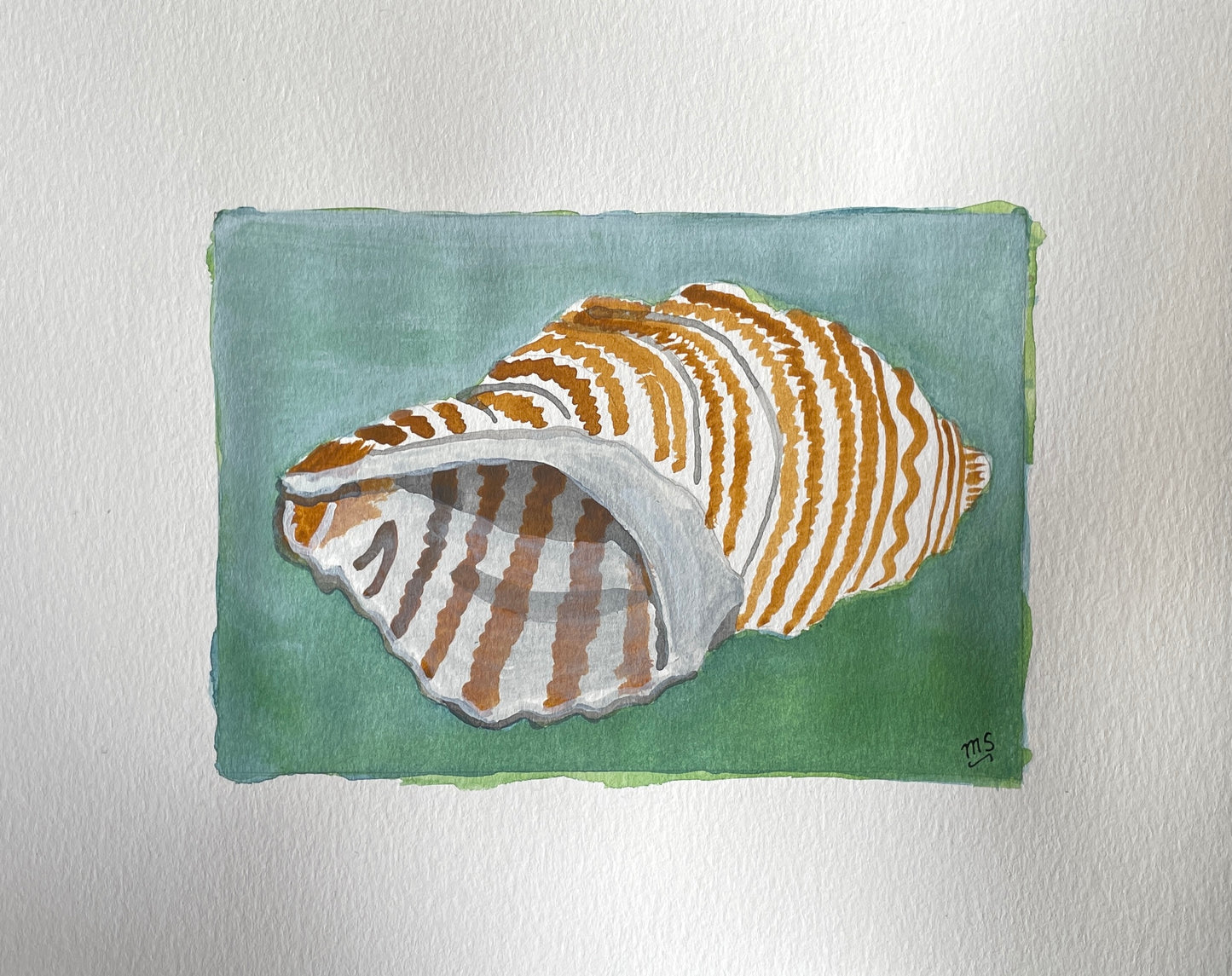 Shell on Green